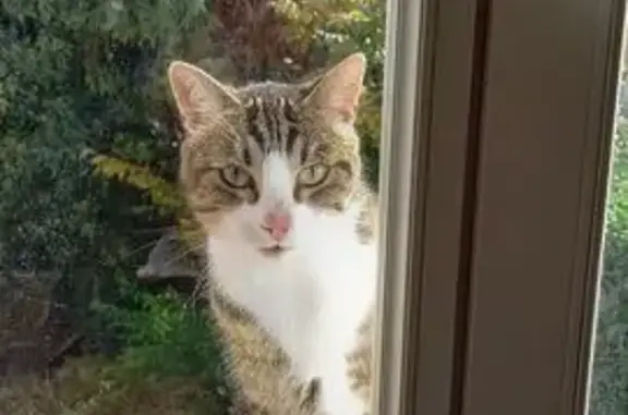 Animaux trouvés , photo: Chat câlin à trois pattes trouvé à La Ferté
