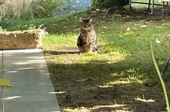 Chat perdu : Jingle, Route de Puybaret - photo
