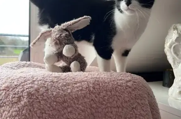 Chat perdu : Maxou, 1 an, noir et blanc, Vannes - photo