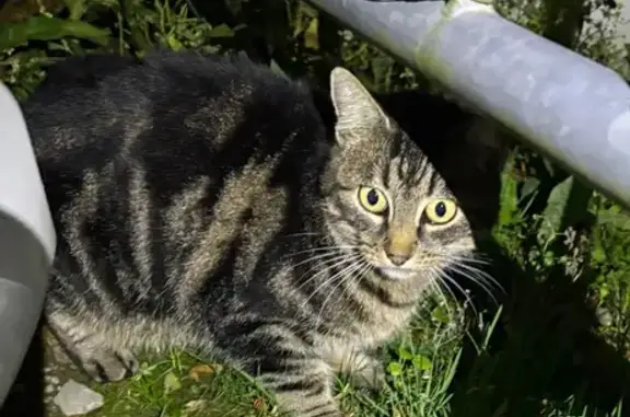 Animaux trouvés , photo: Chat trouvé à Caorches-Saint-Nicolas