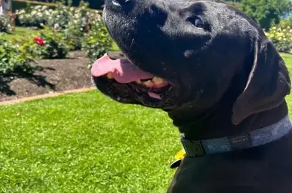 Lost: Gentle Giant Toby with Blue Lead