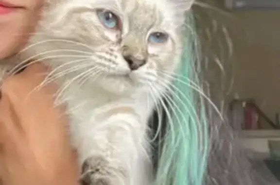 Chaton perdu, blanc/gris, rue Kléber - photo