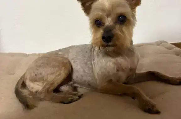 Perro Gris Perdido en Córdoba: Responde a Lucas