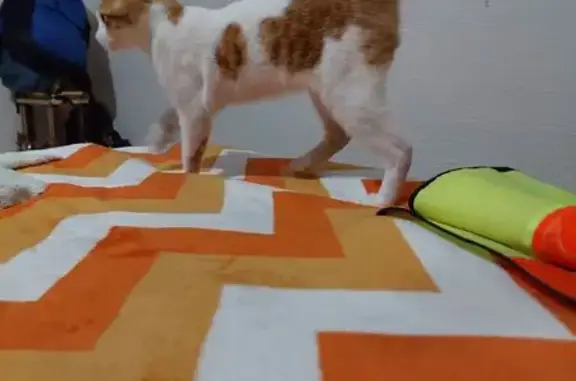 ¡Ayuda! Gato perdido en Chimalhuacán