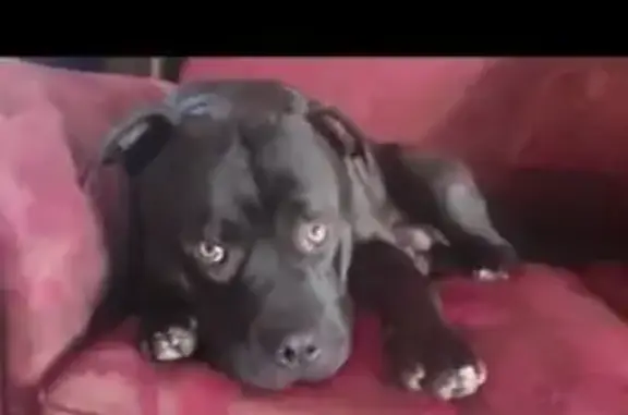 Lost Black Staffy X in Brimbank, VIC