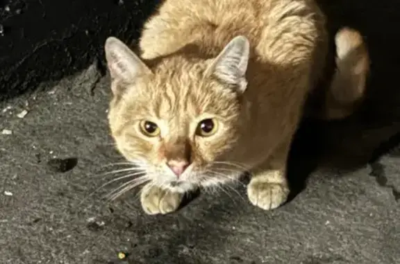 Búsqueda de mascotas, foto: Gato Atrapado en Usera: ¡Ayuda Necesaria!