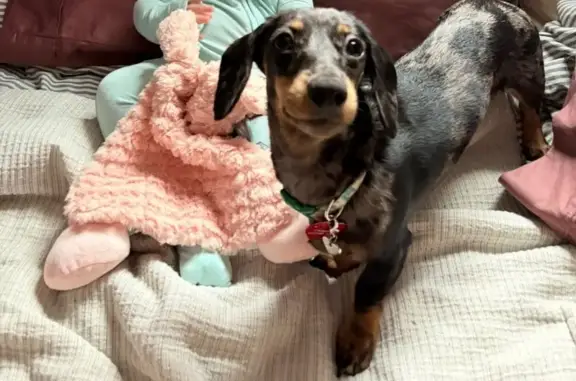 Missing dog Medford, photo: Lost Dog: Black & Grey Dapple in Medford