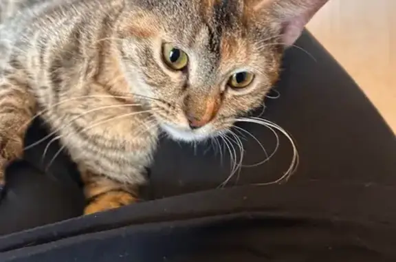 Found cat , photo: Friendly Striped Cat Found in Brooklyn