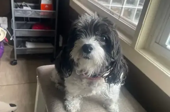 Lost Black & White Dog in Parkland, 8001