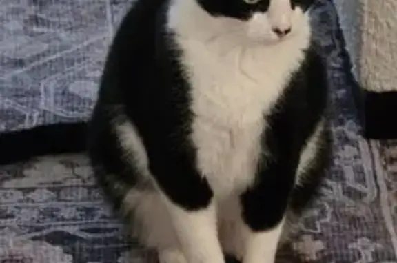 Lost pets Carrollwood, photo: Lost Shy Cat: Bellamy Needs Your Help!