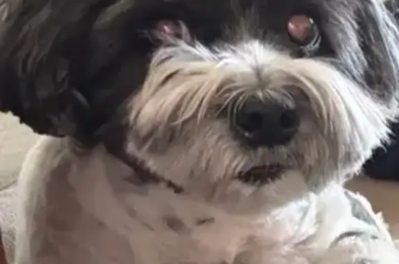 Lost Havanese: Black & White, 12 y/o, Tucson