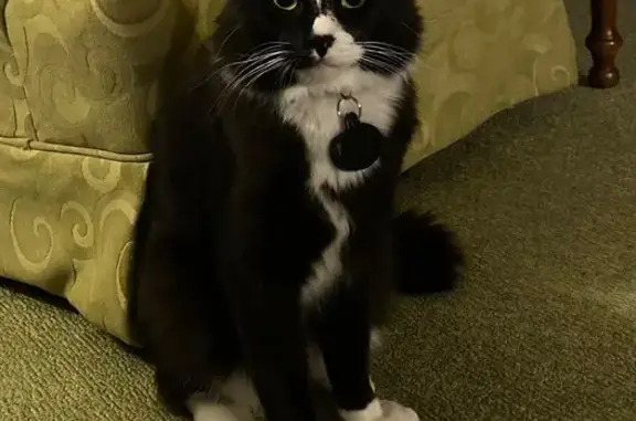 Missing cat , photo: Lost: Black Tuxedo Cat on Speegle Rd