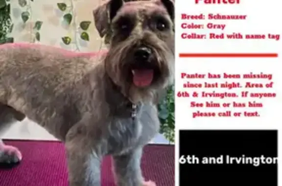 Lost Dog on West Illinois St, Tucson