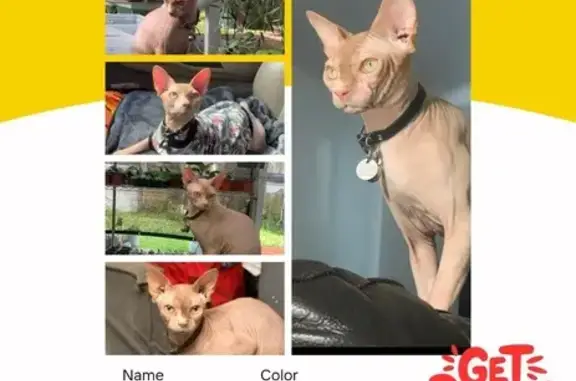 Lost Hairless Red Sphynx in Florida