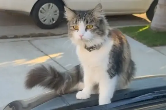 Missing cat Bakersfield, photo: Lost Cat: Sweet 3-Year-Old in Bakersfield