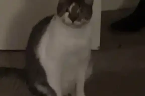 Lost Tabby Cat Archie: Friendly & Local