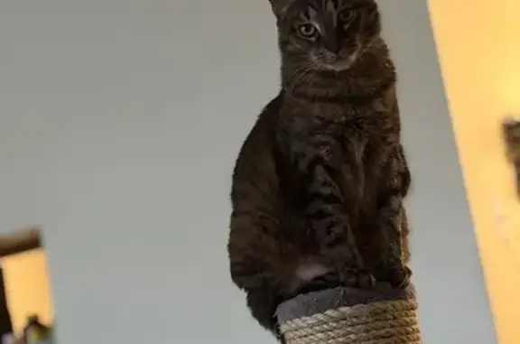 Lost Tabby Cat: Brown/Black, Sherwood