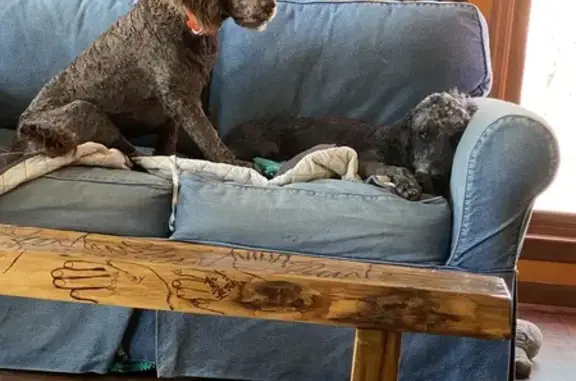 Lost Golden Doodle in Eatonton, GA