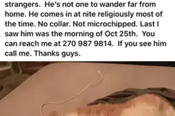 Lost: Big Orange Cat - Blakemore Drive