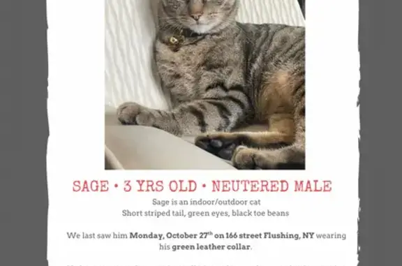 Lost Tabby: Green Eyes & Green Collar