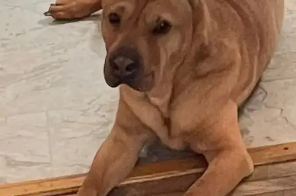 Lost: 10yo Tan Shar Pei Mix in Columbus