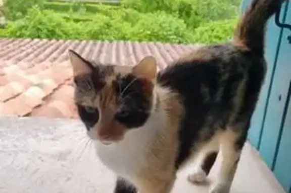 Chatte écaille perdue à Melesse, aidez-nous ! - photo