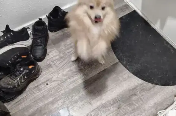 Found dog Dallas, photo: Found Dog in Dallas: Cedar Springs Area