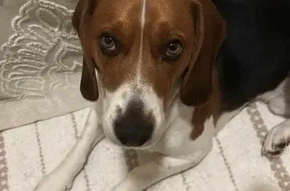 Lost Dog Near Tioga Falls: Help Find Him!