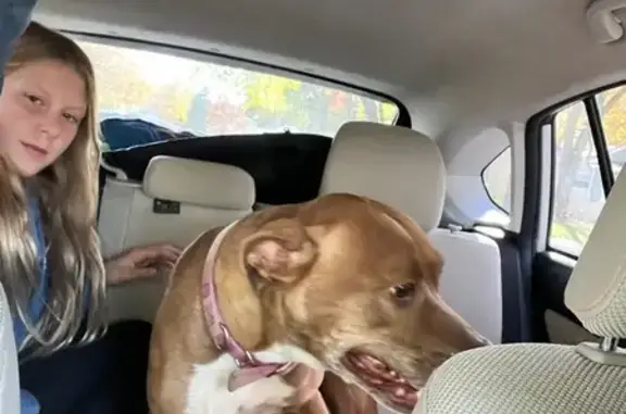 Found dog Holt, photo: Found Dog: Sweet Lady Needs Her Home!