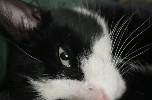 Lost Black & White Cat: Pistachio Missing