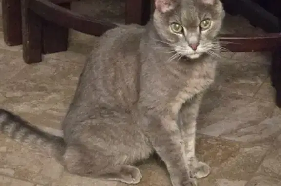 Lost and found pets El Cajon, photo: Found: Elderly Gray Cat on E. Bradley Ave
