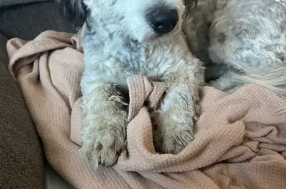 Found dog Victorville, photo: Found: Grey & White Dog in Victorville