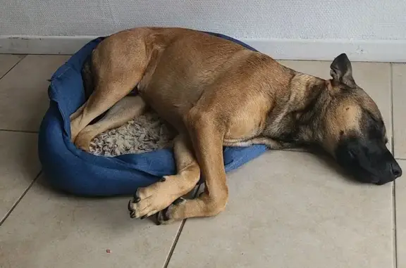 Jeune Malinois/Staff perdu à Louresse - photo