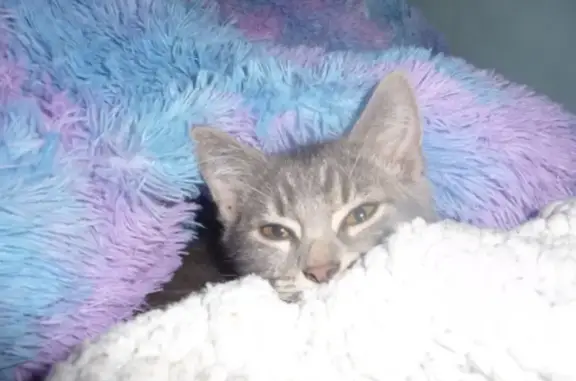 Lost Tabby Cat: Help Find Her Home!