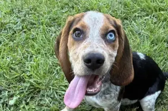 Lost Beagle: Black & Brown in Omaha