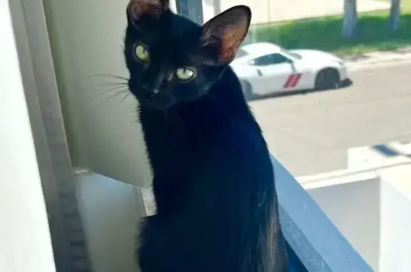 ¡Ayuda! Gato Negro Perdido en...