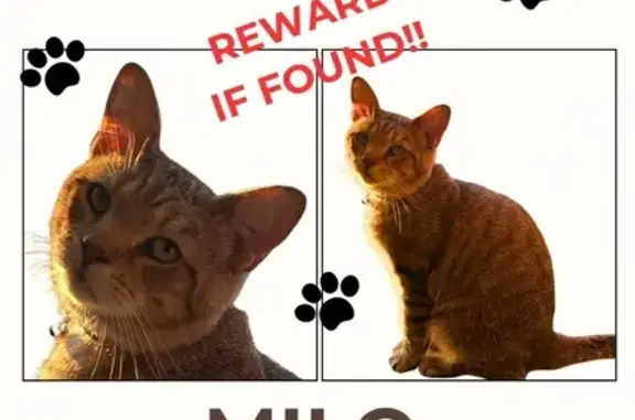 Missing cat Milford, photo: Lost Tabby Cat: Milford Area - Call Now!