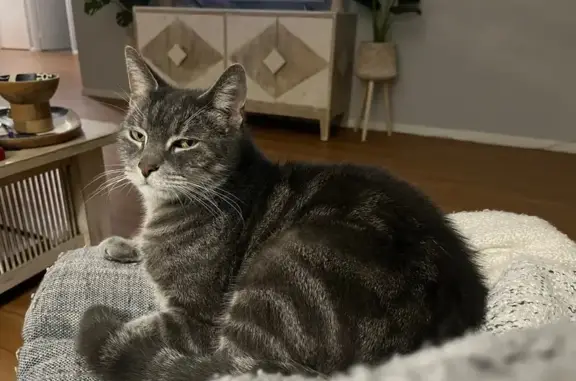 Lost 3-Legged Cat on Chermside Rd, Ipswich