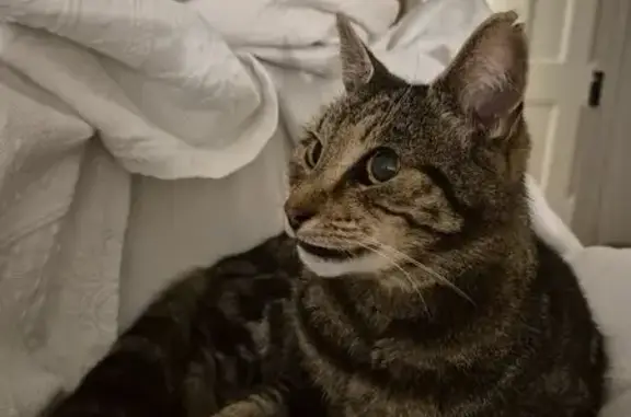 Lost Tabby Cat: Ginger Belly & Unique Paws