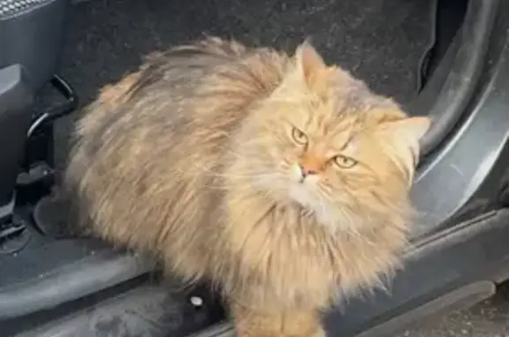 Chat perdu, castré et craintif à Strasbourg - photo
