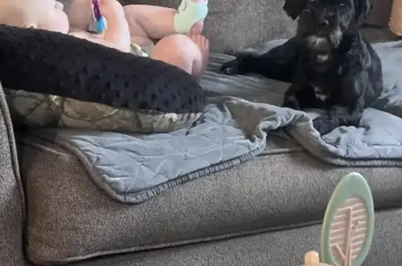 Lost Black Dog - 11lbs in Waltonville