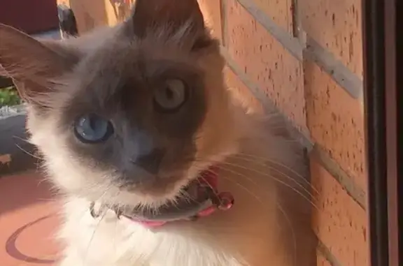 Siamesa de ojos azules perdida en Aldaya