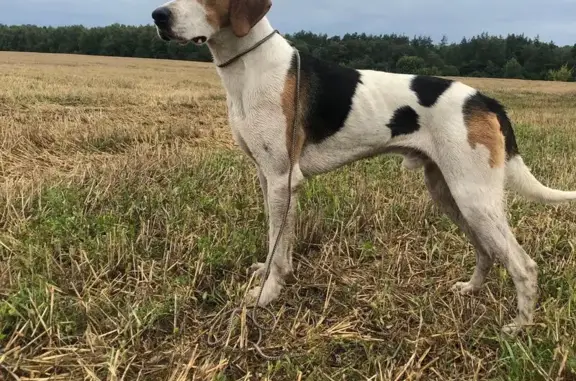 Собаки потеряшки, Вінниця, фото: Зникла велика ряба собака у Вінниці