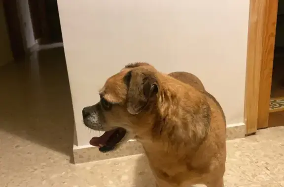 Perro encontrado , foto: Perro Rescatado en San José: ¡Ayuda Urgente!