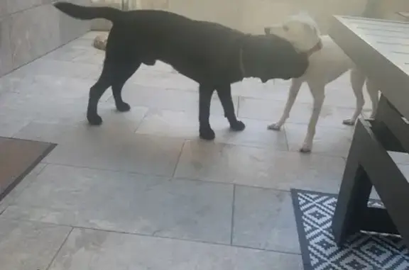 Labrador Negro Amistoso Encontrado en Monda