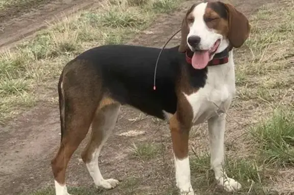 Собаки потеряшки, Вінниця, фото: Зникла собака в районі Старого міста, Вінниця