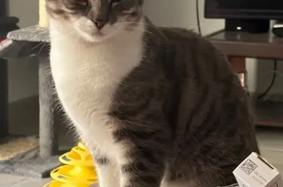 Chat perdu gris/blanc à Montigné-le-Brillant - photo