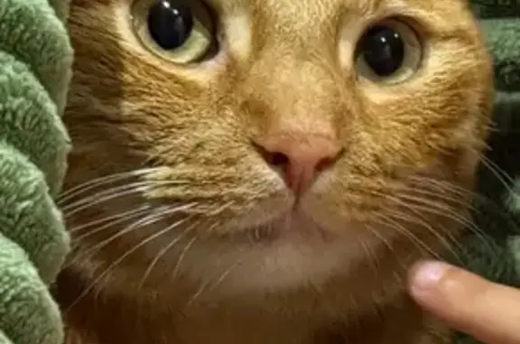 Gatos perdidos, Castelldefels, foto: Gato Perdido en Castelldefels: ¡Ayúdanos!