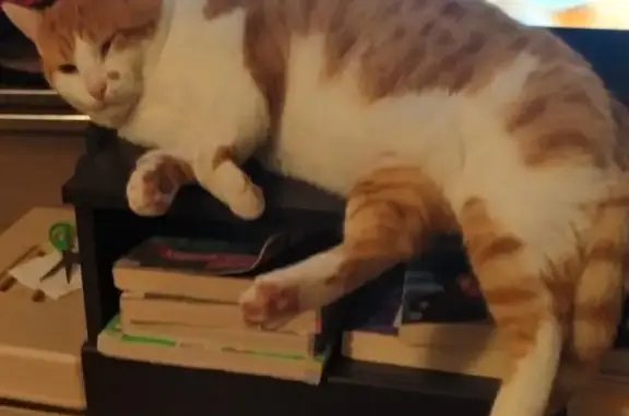 Animaux perdus , photo: Chat perdu : bicolore roux et blanc