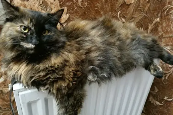 Зникла ласкава кішка з унікальним окрасом